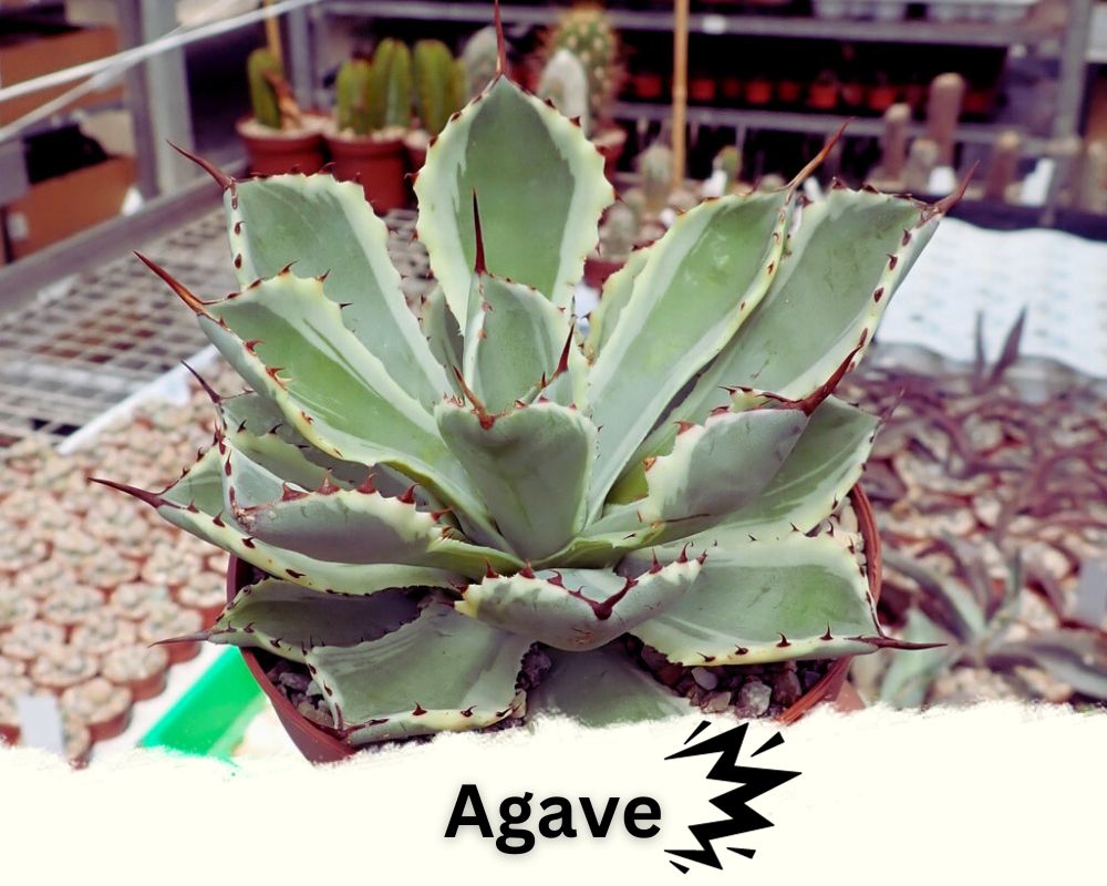 Agave is a spiky indoor plant