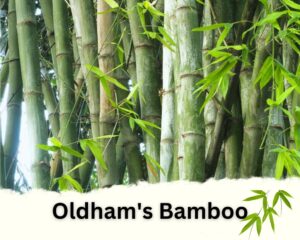 Oldham's Bamboo is one of the best bamboo plants for privacy Fences 