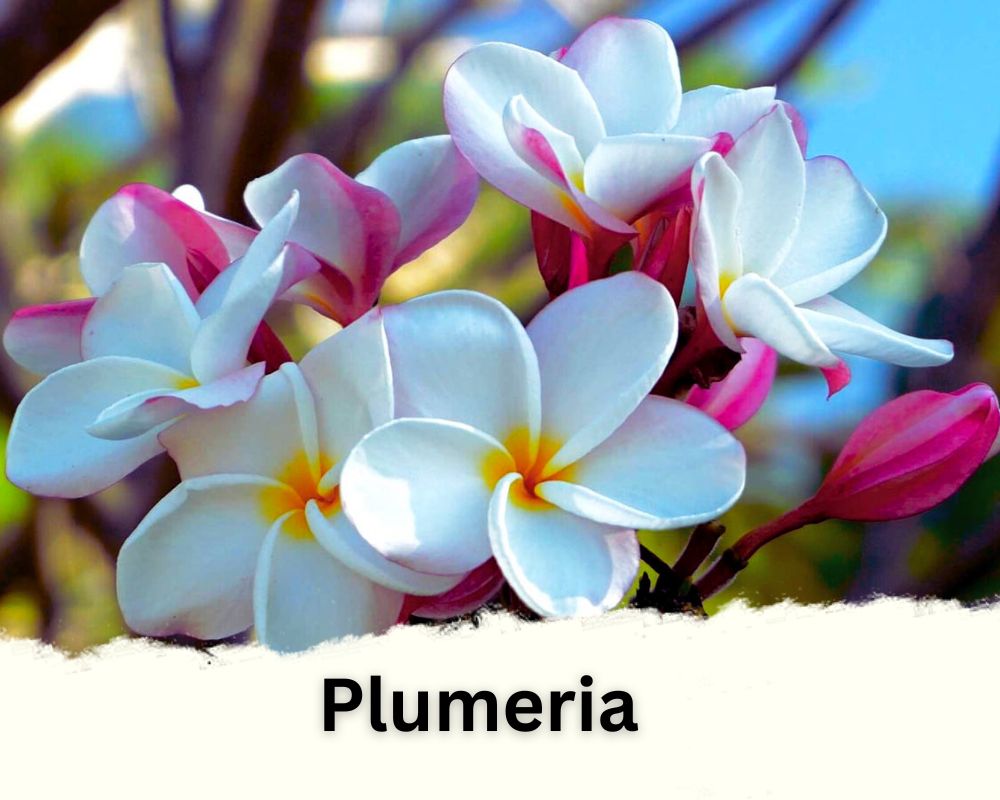 Plumeria: Succulent Mandevilla Like Plants