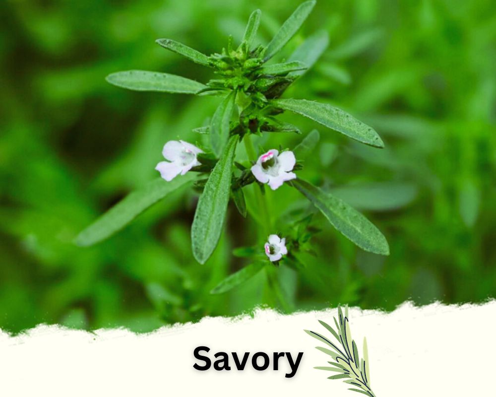 Savory: Rosemary Like Plants with Dark Green Leaves