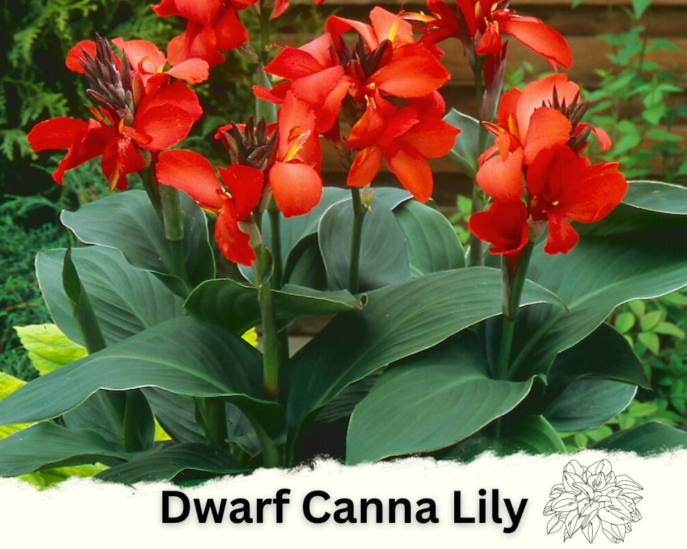 Dwarf Canna Lily: Hosta Like Plants for Full Sun with Vibrant Flowers