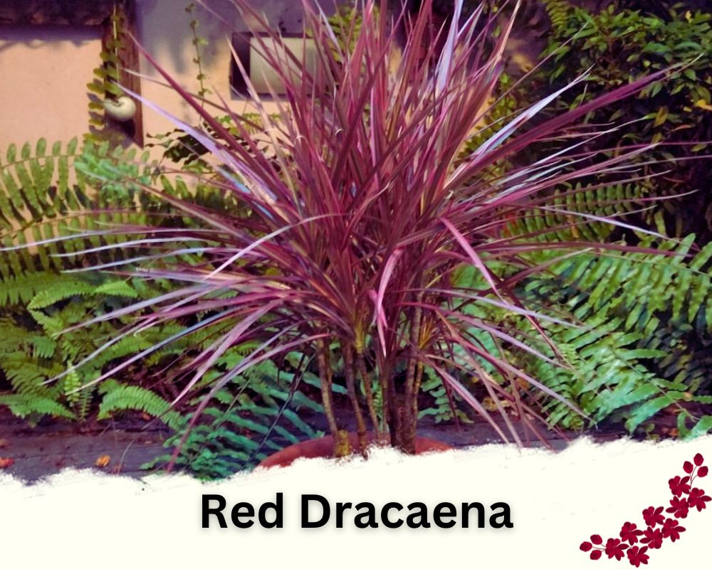 Red Dracaena is a red leaf indoor plant