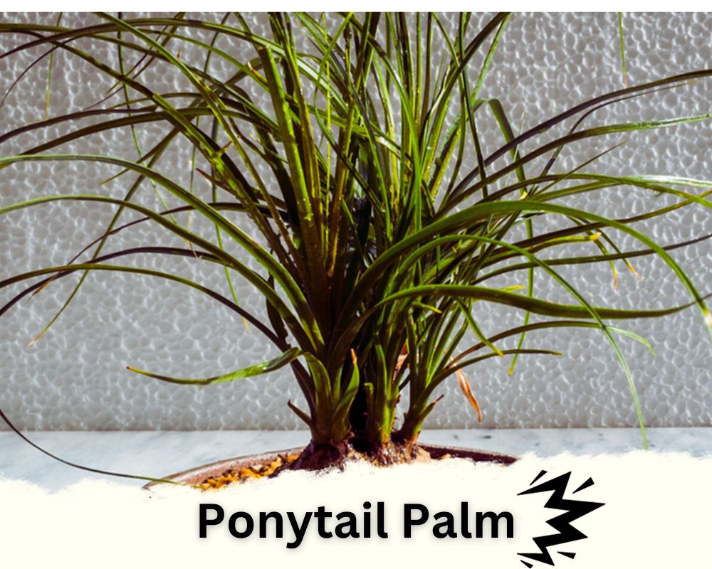 spiky indoor plant identification: Ponytail Palm