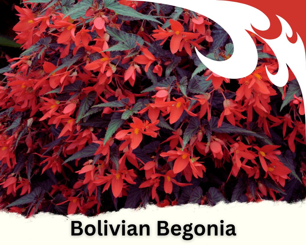 Bolivian Begonia is a trailing houseplant