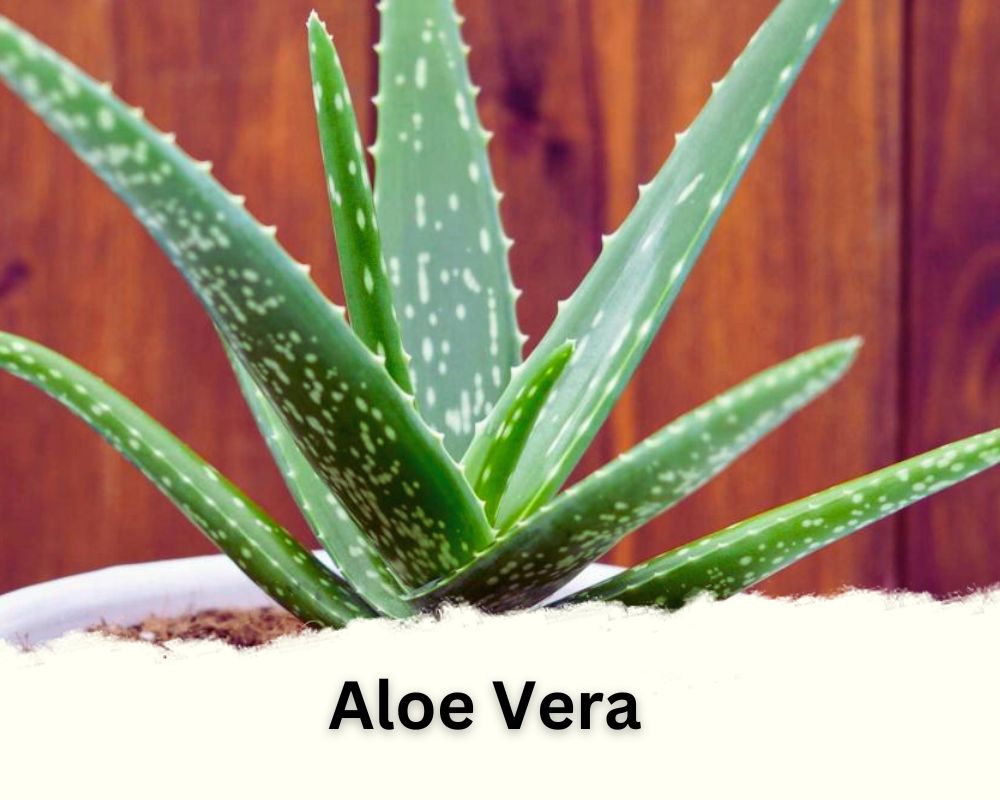 Aloe Vera is a succulent with waxy leaves