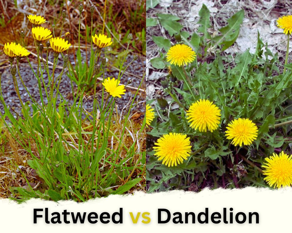 Flatweed vs Dandelion in terms of Their Appearance