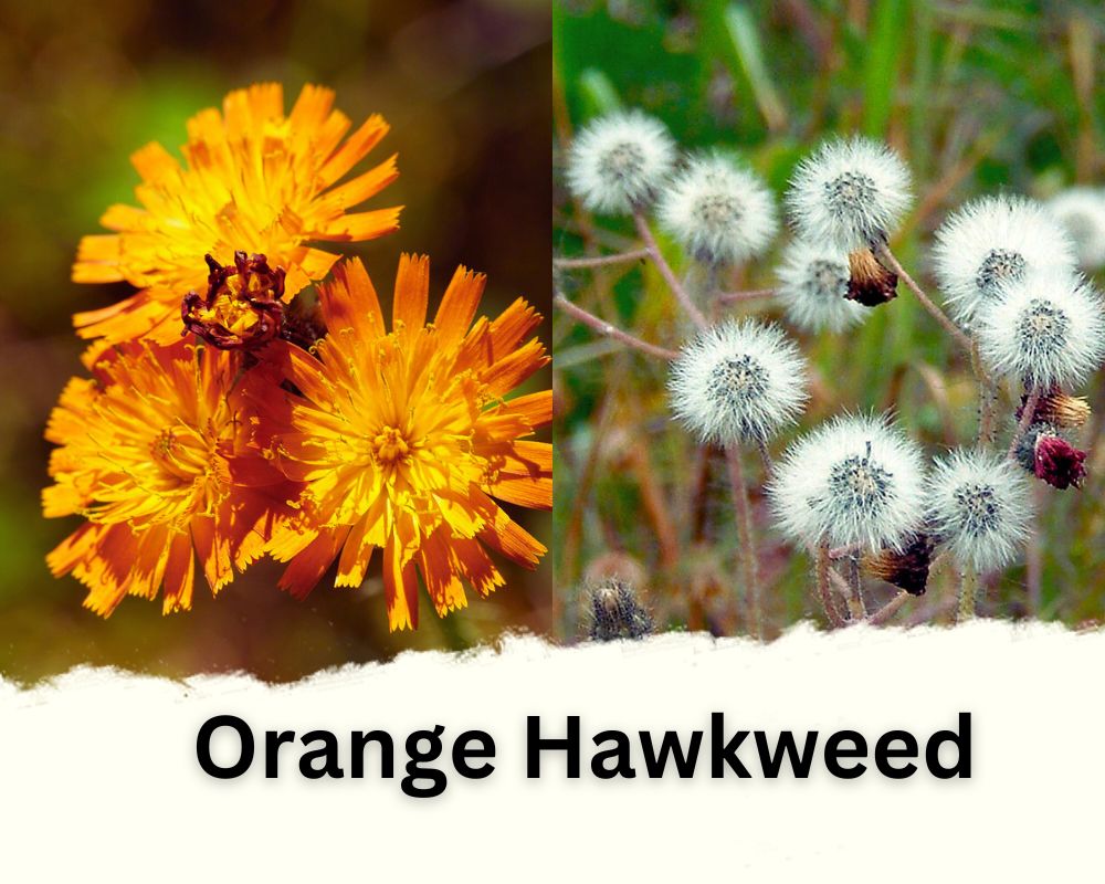 Orange Hawkweed Flower That Looks Like Dandelion Puff