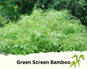 Green Screen Bamboo is one of the best bamboo plants for privacy Fences 