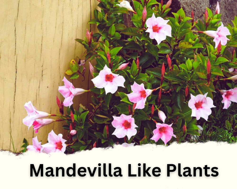 Mandevilla have several Mandevilla Like Plants