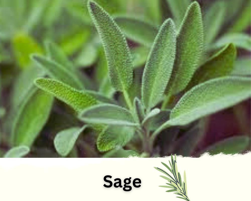 Sage: Shrubs Rosemary Like Plants