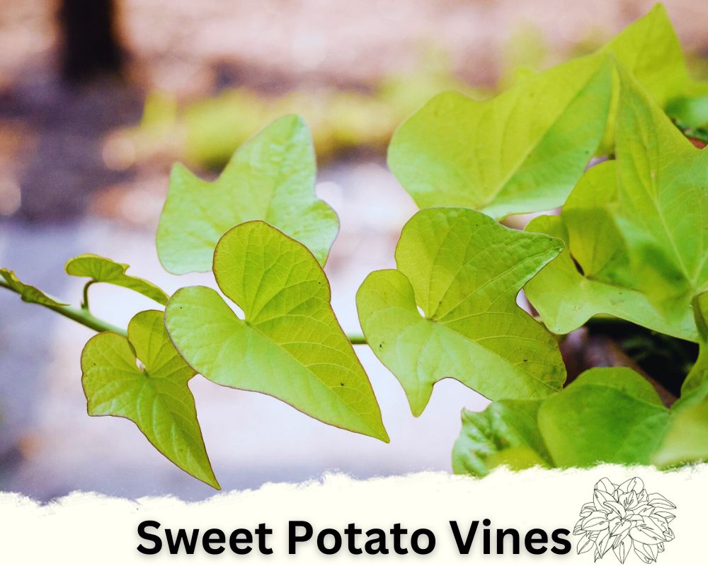 Sweet Potato Vines: Hosta Like Plants for Full Sun with Heart-Shaped Leaves