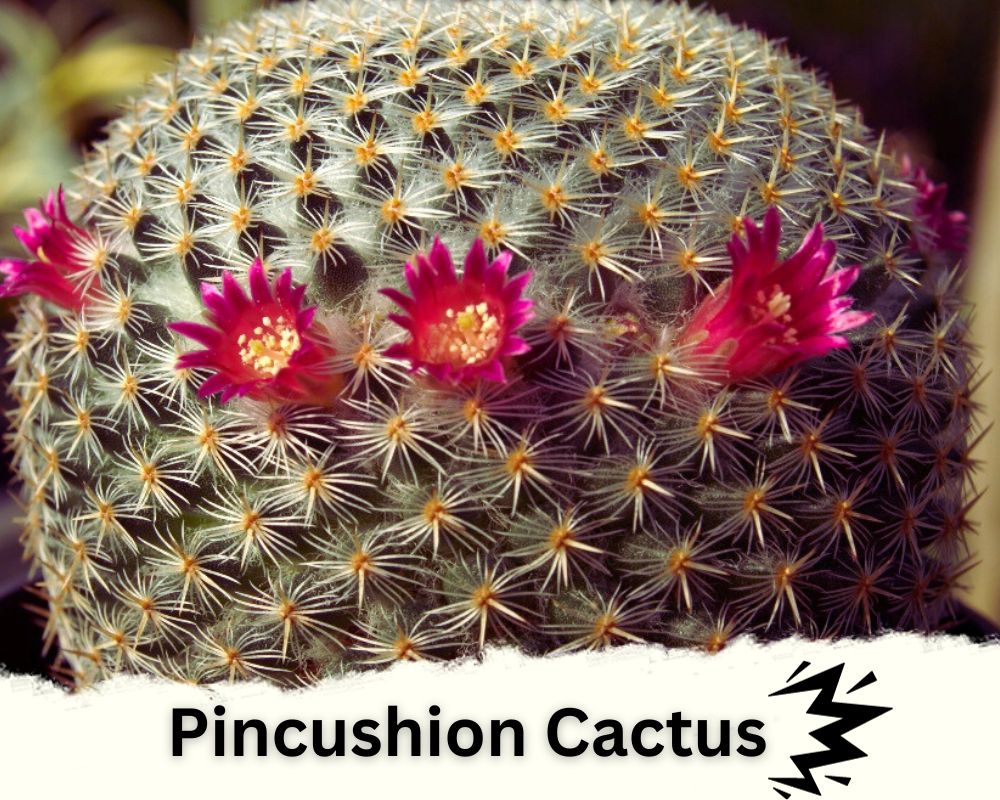 Pincushion Cactus is a spiky indoor plamt