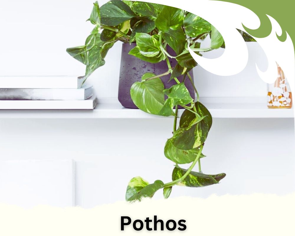 Pothos is a trailing houseplant