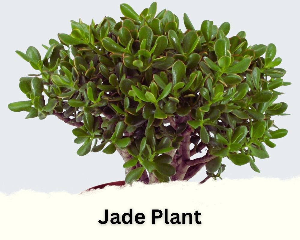 Jade plant has waxy leaves
