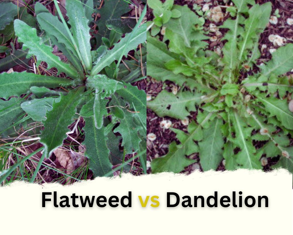 Flatweed vs Dandelion in terms of Their leaves