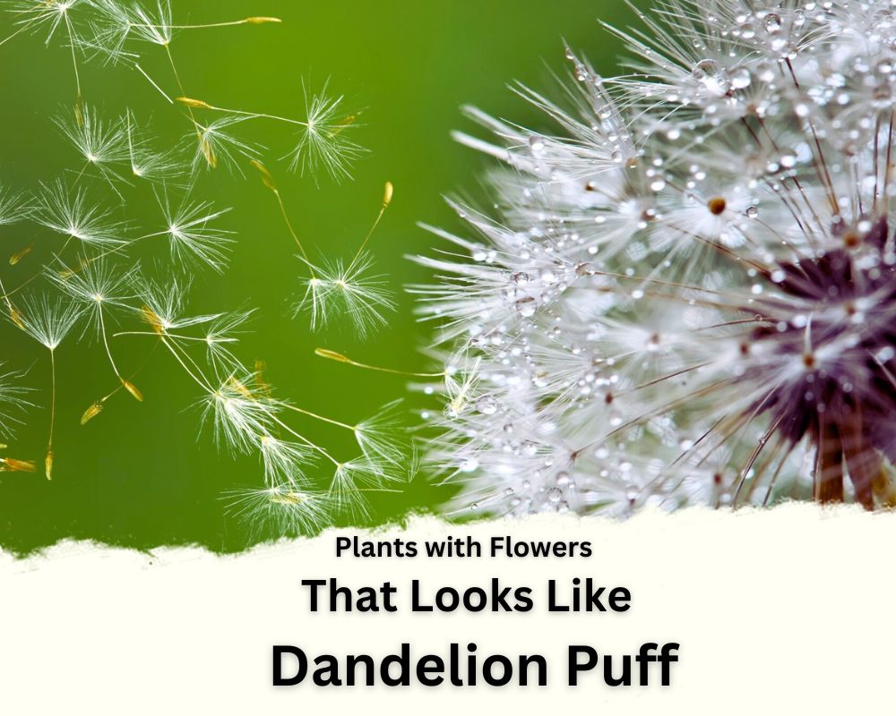 Plants with Flower That Looks Like Dandelion Puff