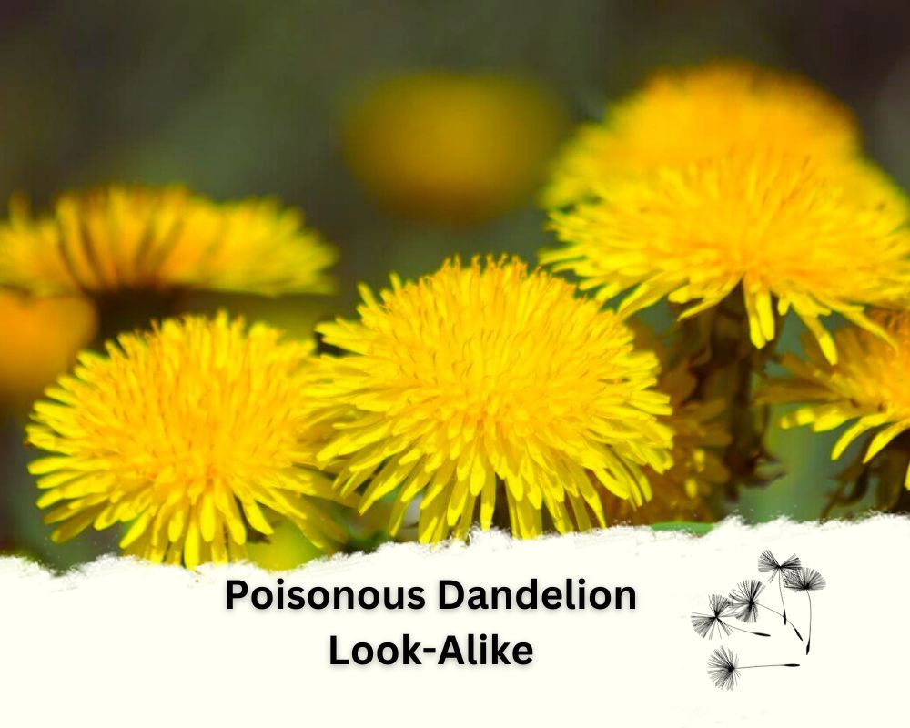 a pic of dandelion and Poisonous Dandelion Look-Alike