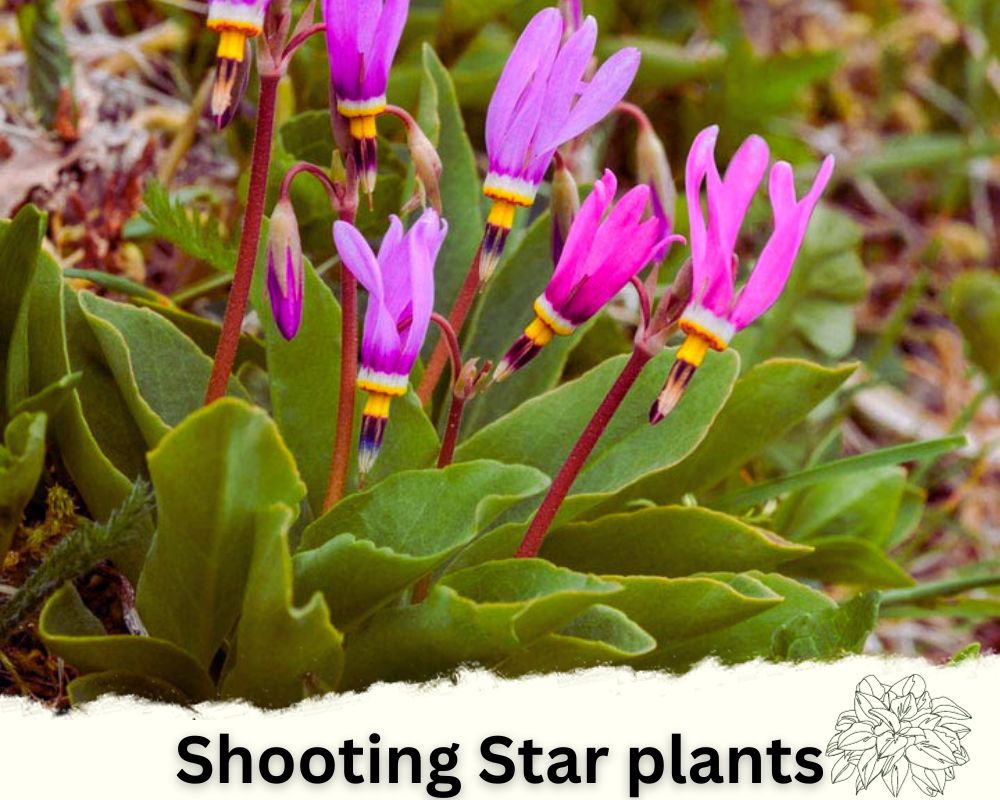 Shooting Star plants: Hosta Like Plants for Full Sun with Charming Features