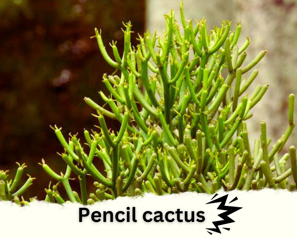 Pencil Cactus can be consider as a spiky houseplant