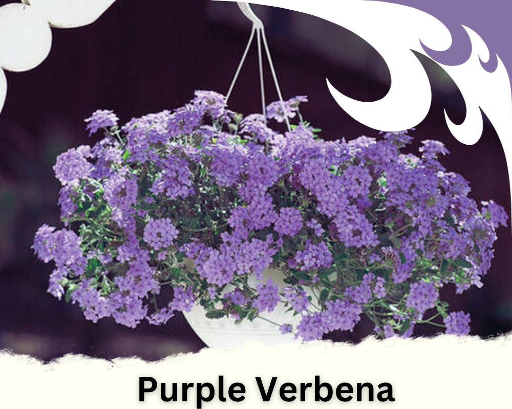 Purple Verbena is a trailing houseplant