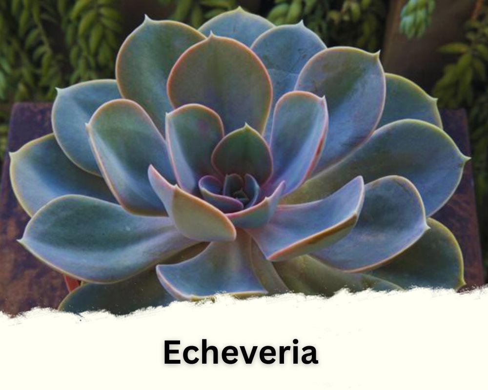 Echeveria has waxy leaves