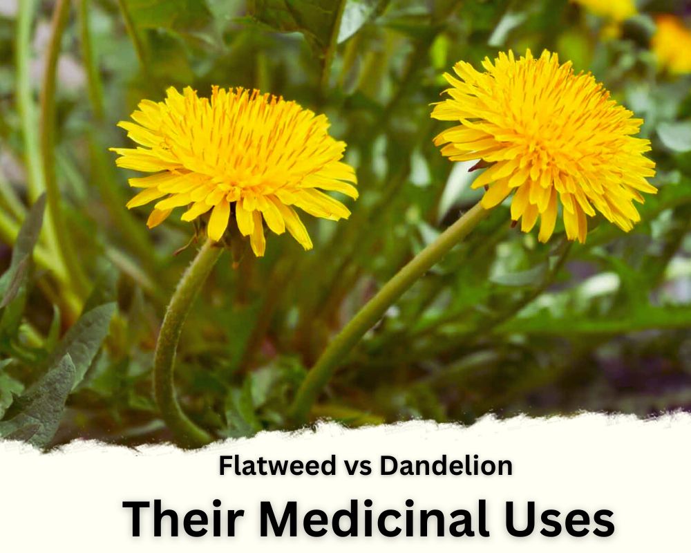 Flatweed vs Dandelion in Terms of Their Medicinal Uses