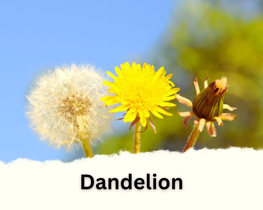 Dandelion with Puff flowers