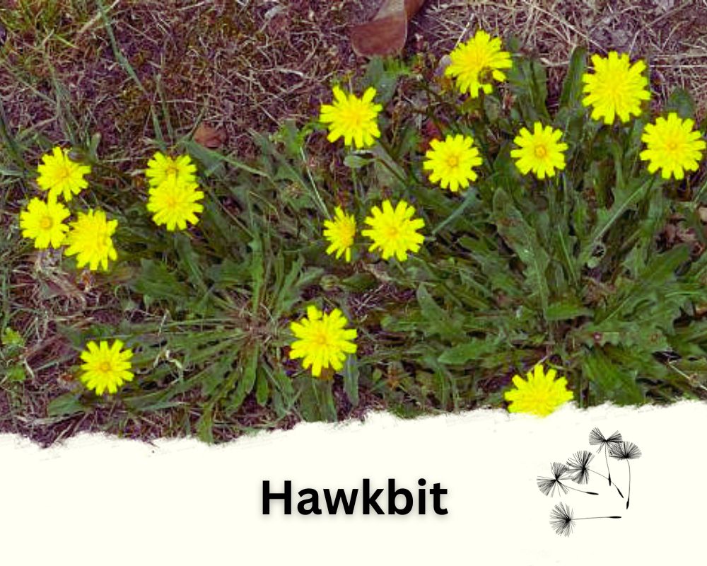 Hawkbit as a Poisonous Dandelion Look-Alike