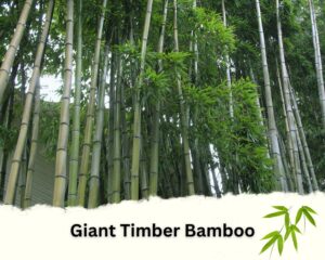 Giant Timber Bamboo is one of the best bamboo plants for privacy Fences 