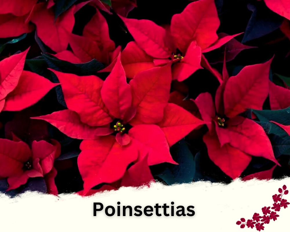 young leaves of Poinsettias rare ed