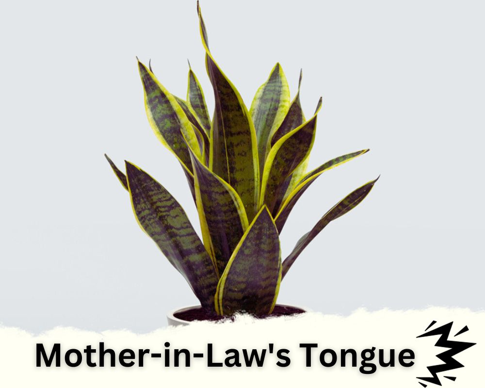 Mother-in-Law's Tongue is a spiky houseplant