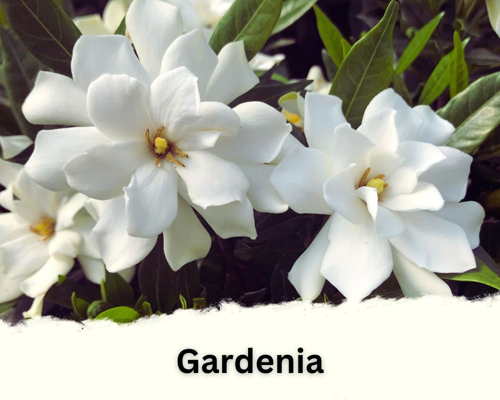 gardenia has waxy leaves