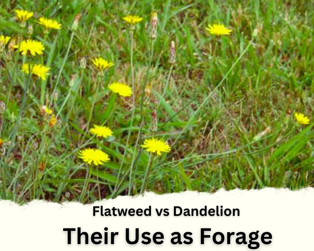 Flatweed vs Dandelion in terms of Their Use as Forage