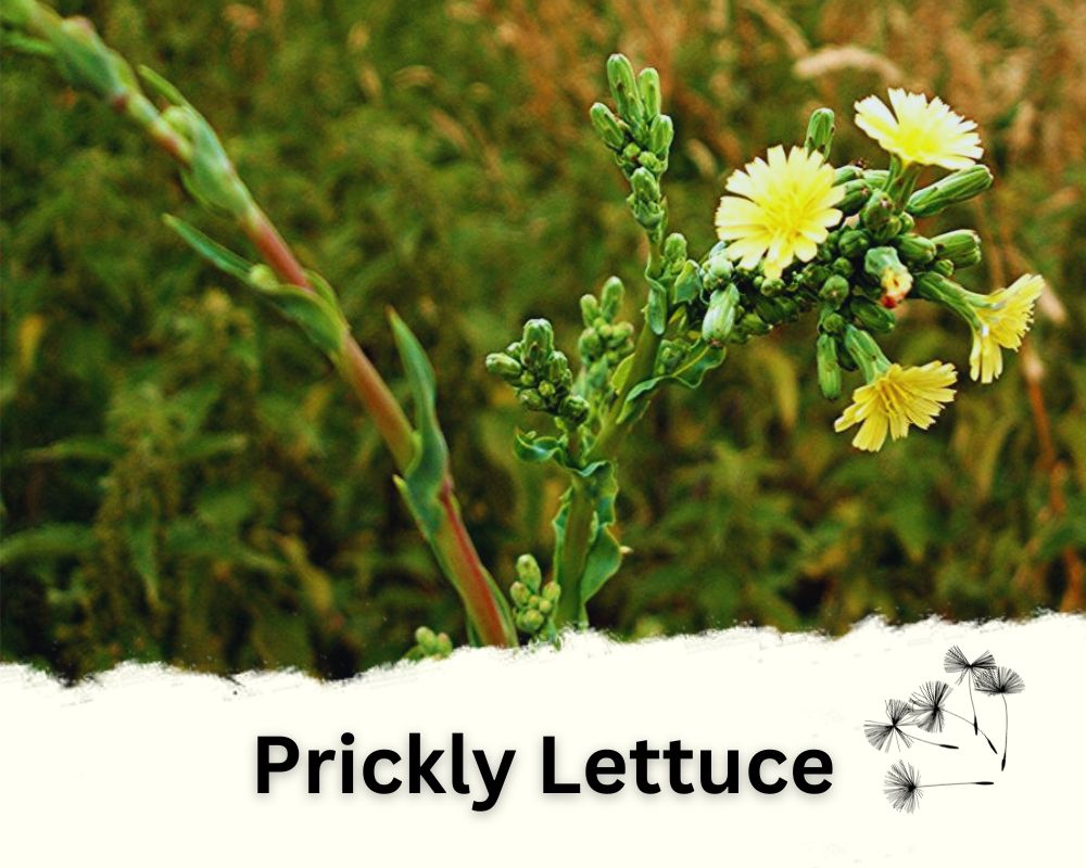 Prickly Lettuce as a Poisonous Dandelion Look-Alike