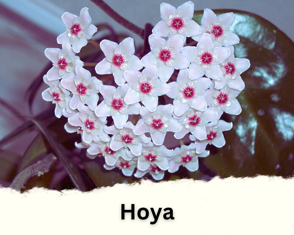 Hoya: Indoor Mandevilla Like Plants with clusters of flowers