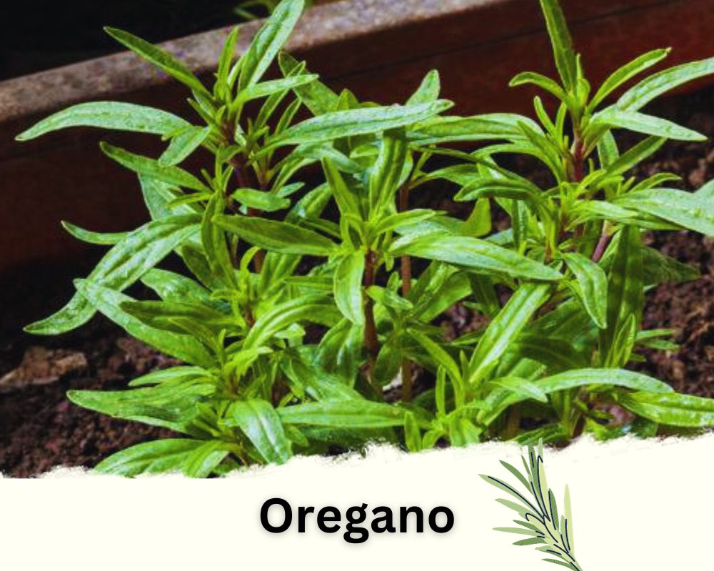 Oregano: Rosemary Like Plants with Clusters of Purple Flowers