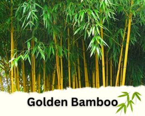 Golden Bamboo is one of the Bamboo Plants for Privacy Fence