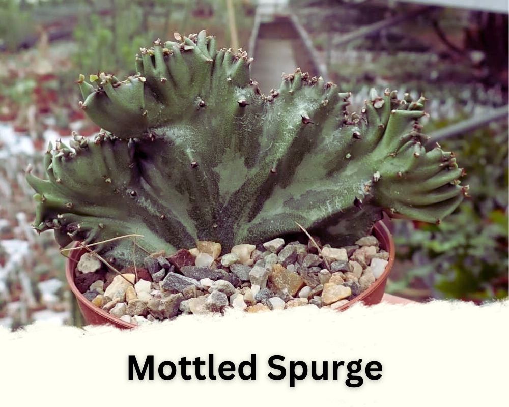 Mottled spurge has waxy leaves