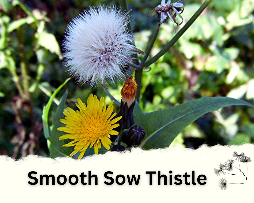 Smooth Sow Thistle as a Poisonous Dandelion Look-Alike
