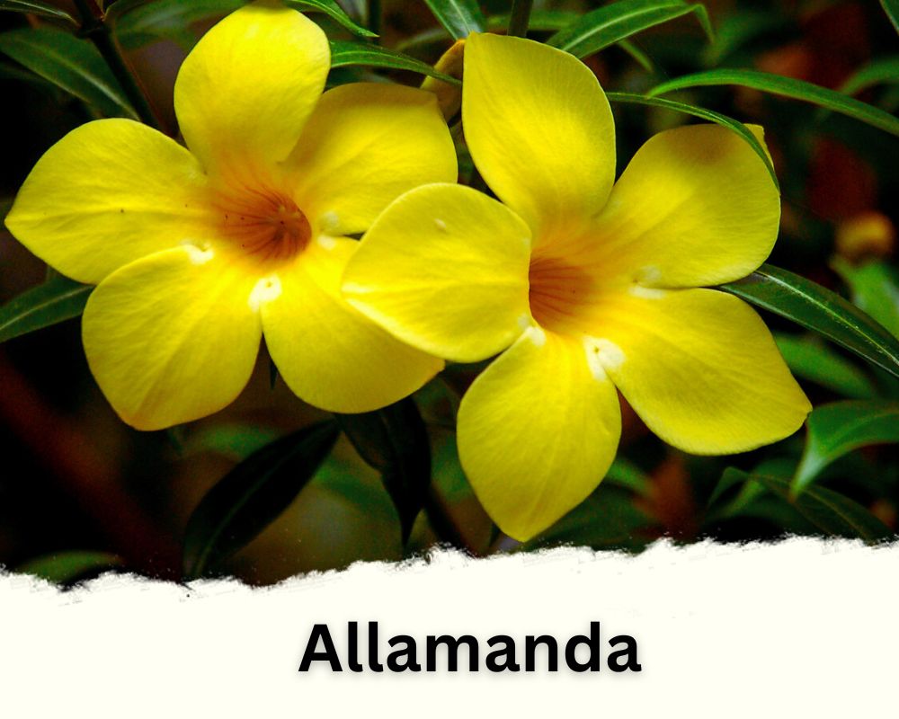 Allamanda: Mandevilla Like Plants with Yellow to Purple Blooms