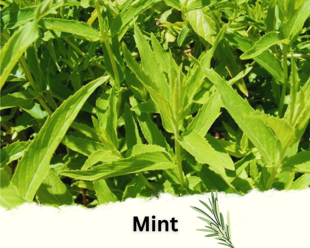 Mint: A Rosemary Like Vegetable