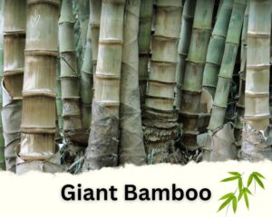 Giant Bamboo is one of the best bamboo plants for privacy Fences 