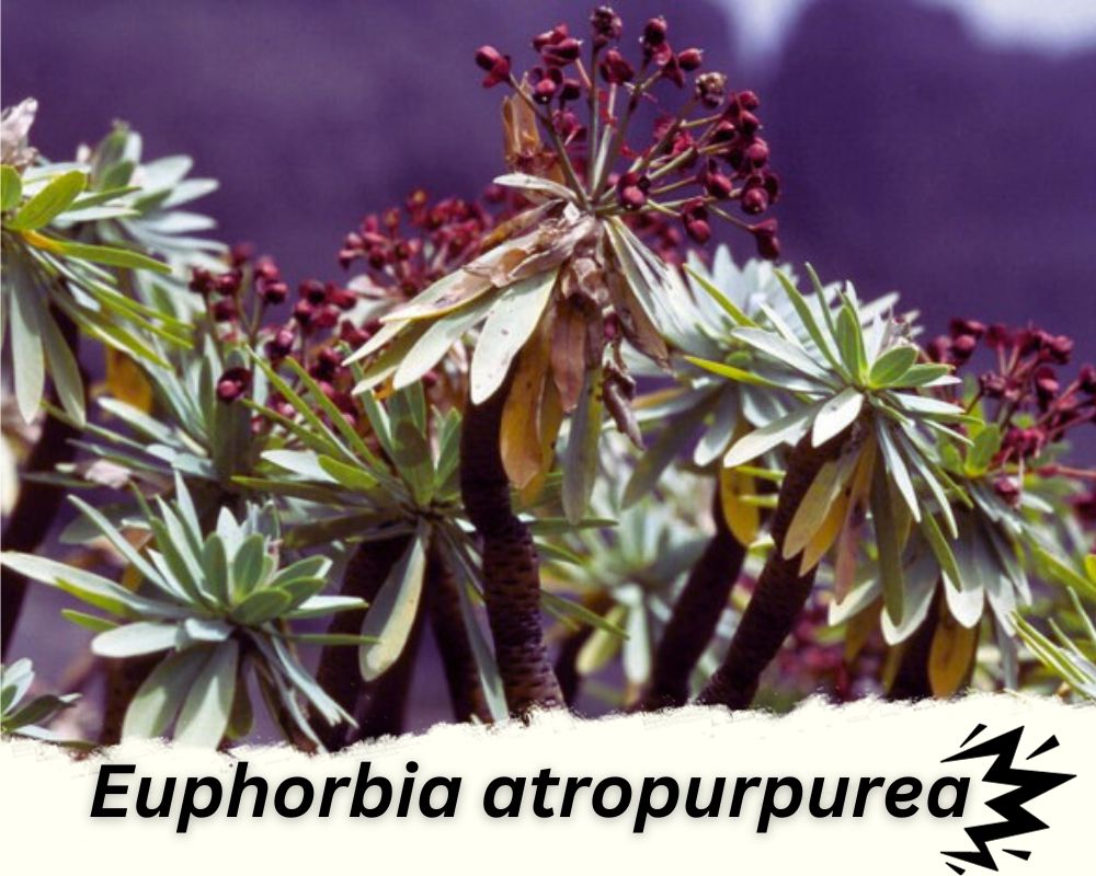 Crown Euphorbia is a spiky indoor plant