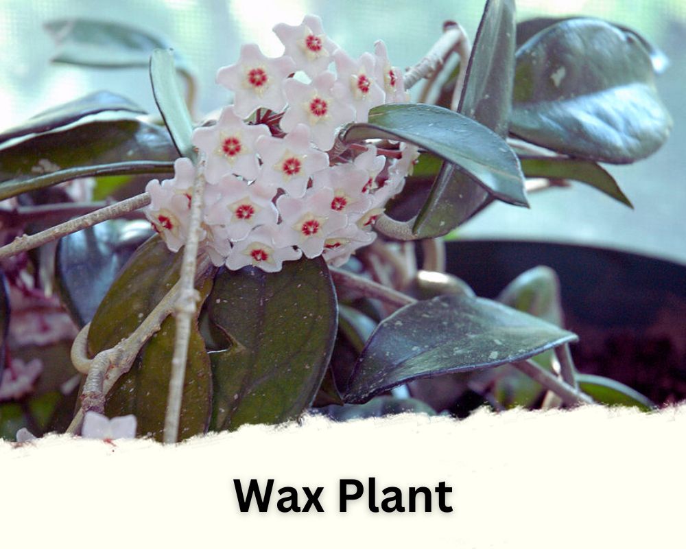 wax plant is an indoor plant with waxy leaves