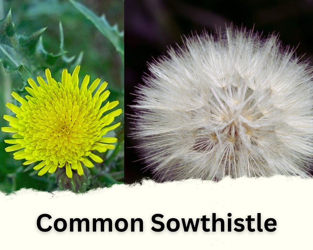 Common Sowthistle Flower That Looks Like Dandelion Puff