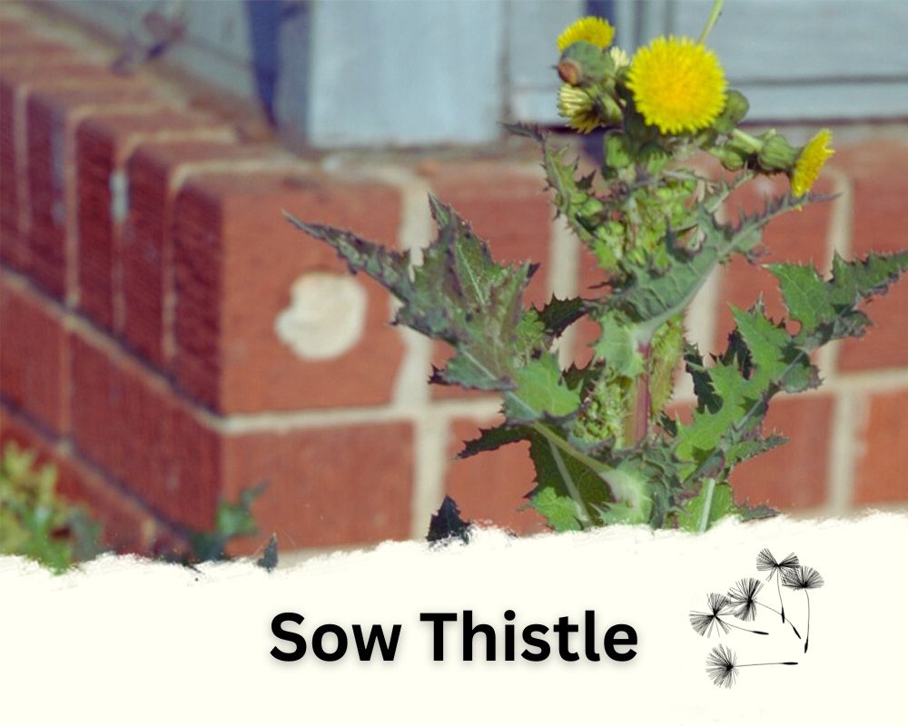 Sow Thistle as a Poisonous Dandelion Look-Alike