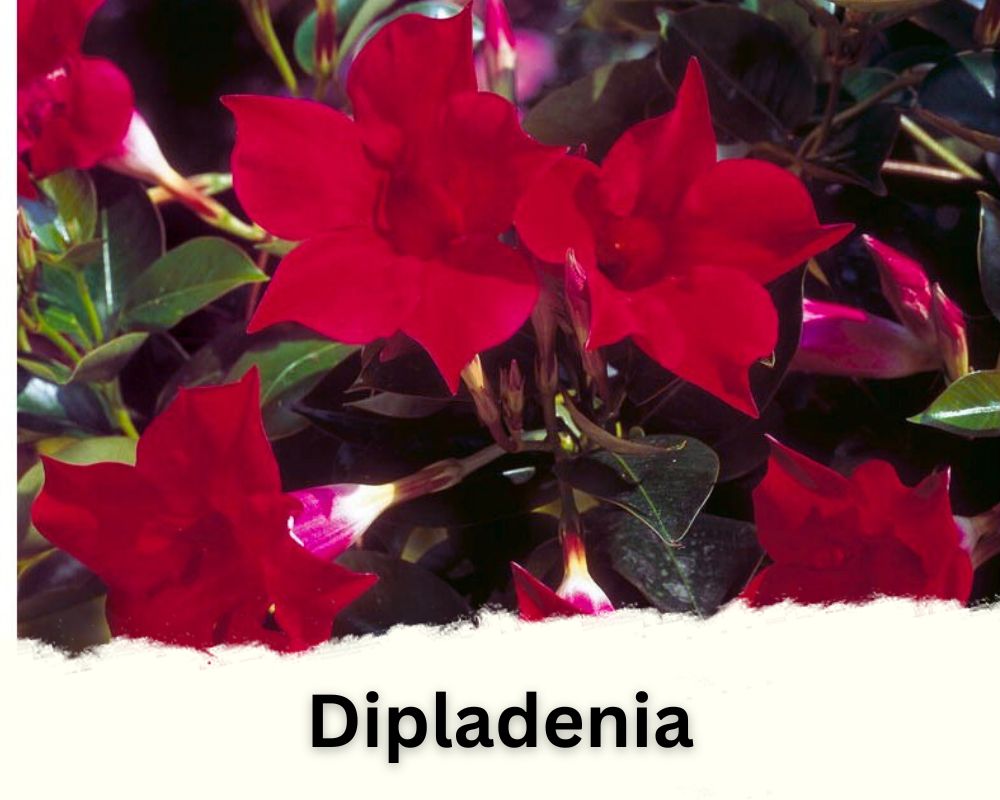 Dipladenia: Mandevilla Like Plants with red flowers