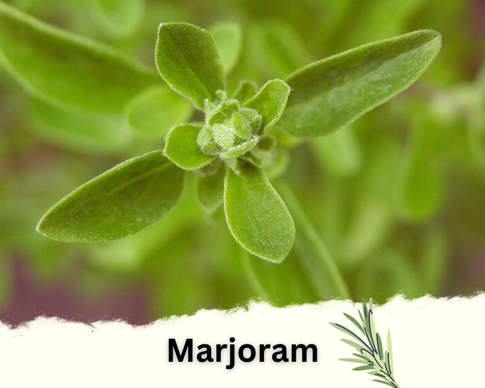 Marjoram: Rosemary Like Plants with Radish Stems