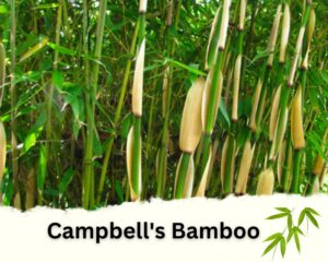 Campbell's Bamboo is one of the best bamboo plants for privacy Fences 