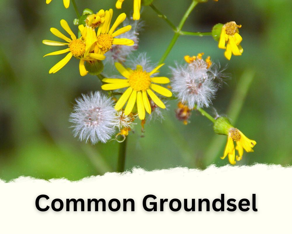 Common Groundsel Flower That Looks Like Dandelion Puff